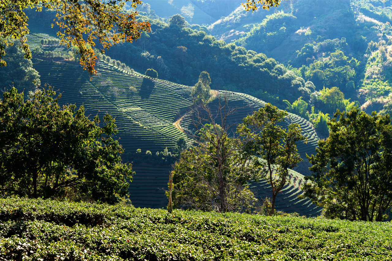 Munnar